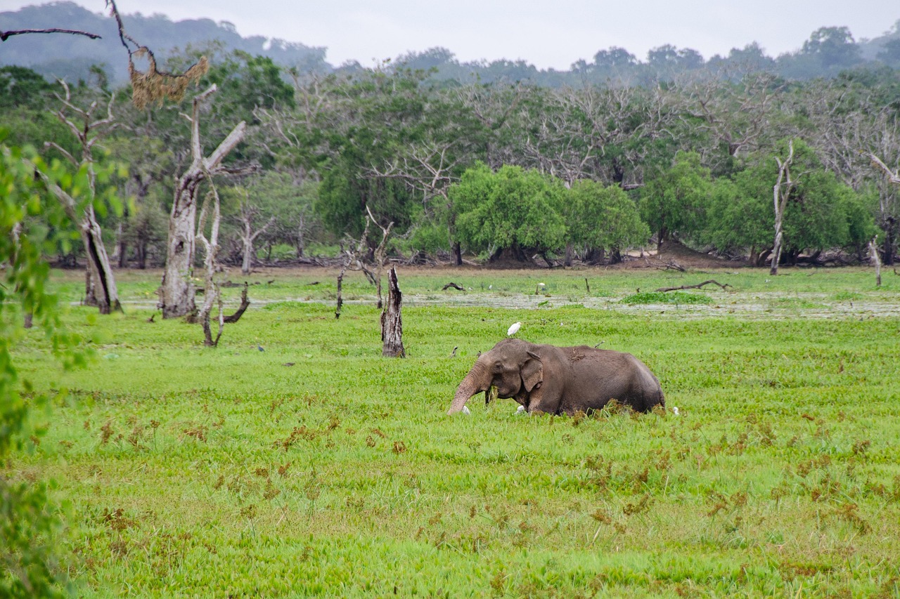 Wildlife & Animals