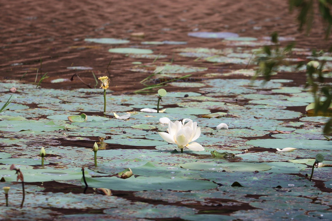 Anuradhapura Day Tour